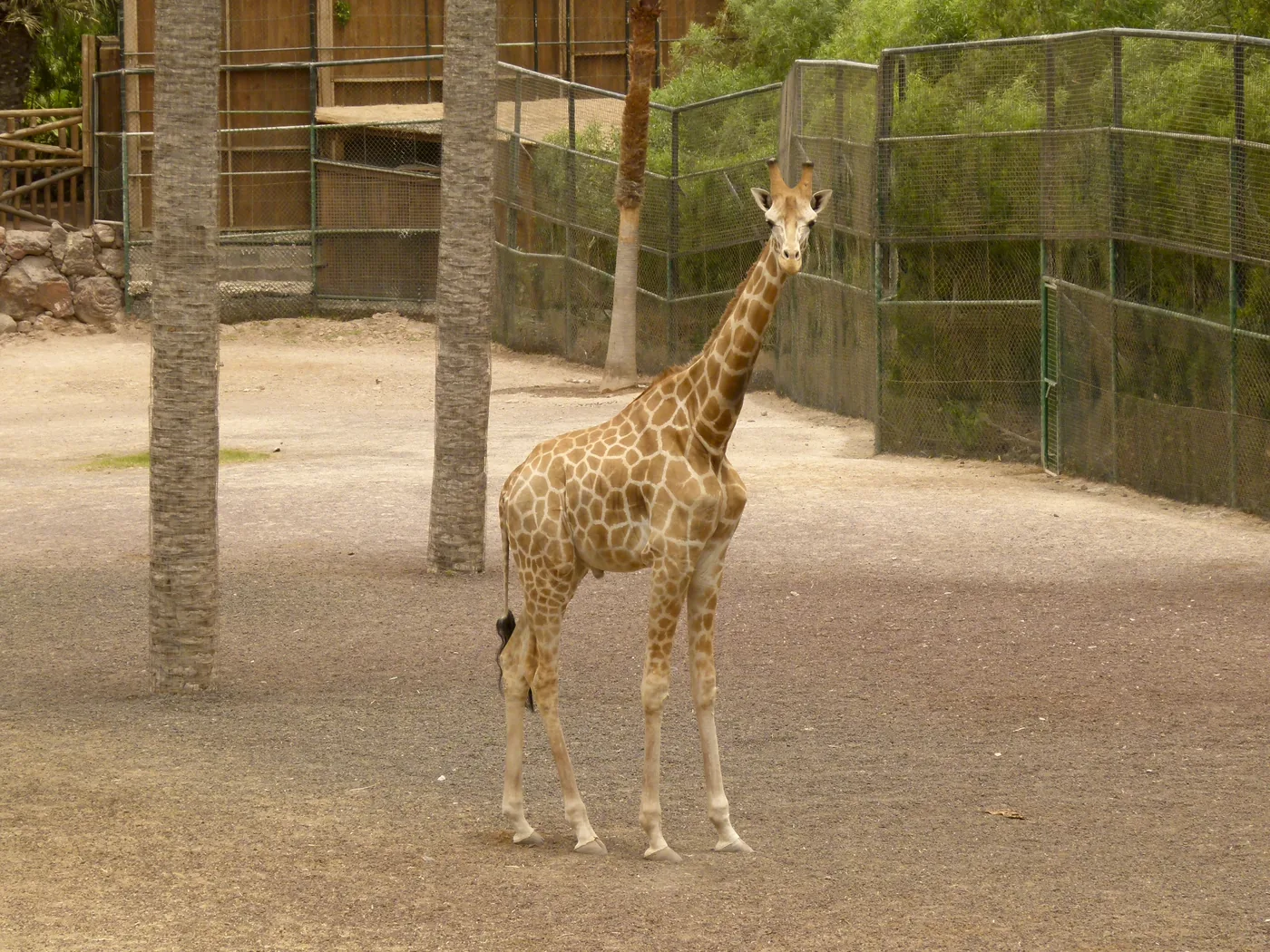 A giraffe standing among palm trees in its enclosure at Oasis Wildlife Fuerteventura, La Lajita